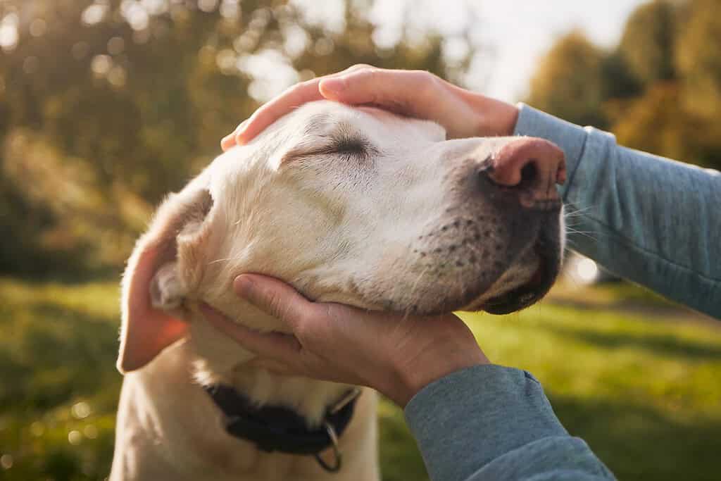 A person's hands cupping a light-coated dog's head as the dog leans in with its eyes closed
