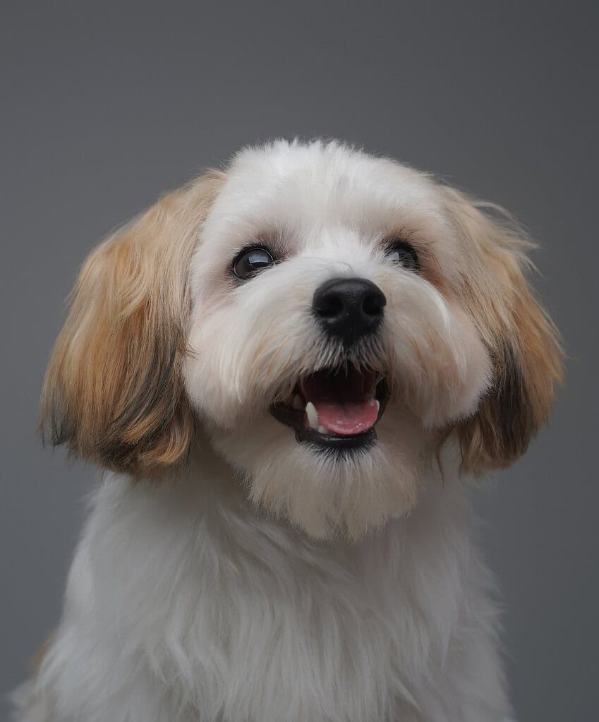 Cute dog with fluffy white and tan fur smiling at the camera.