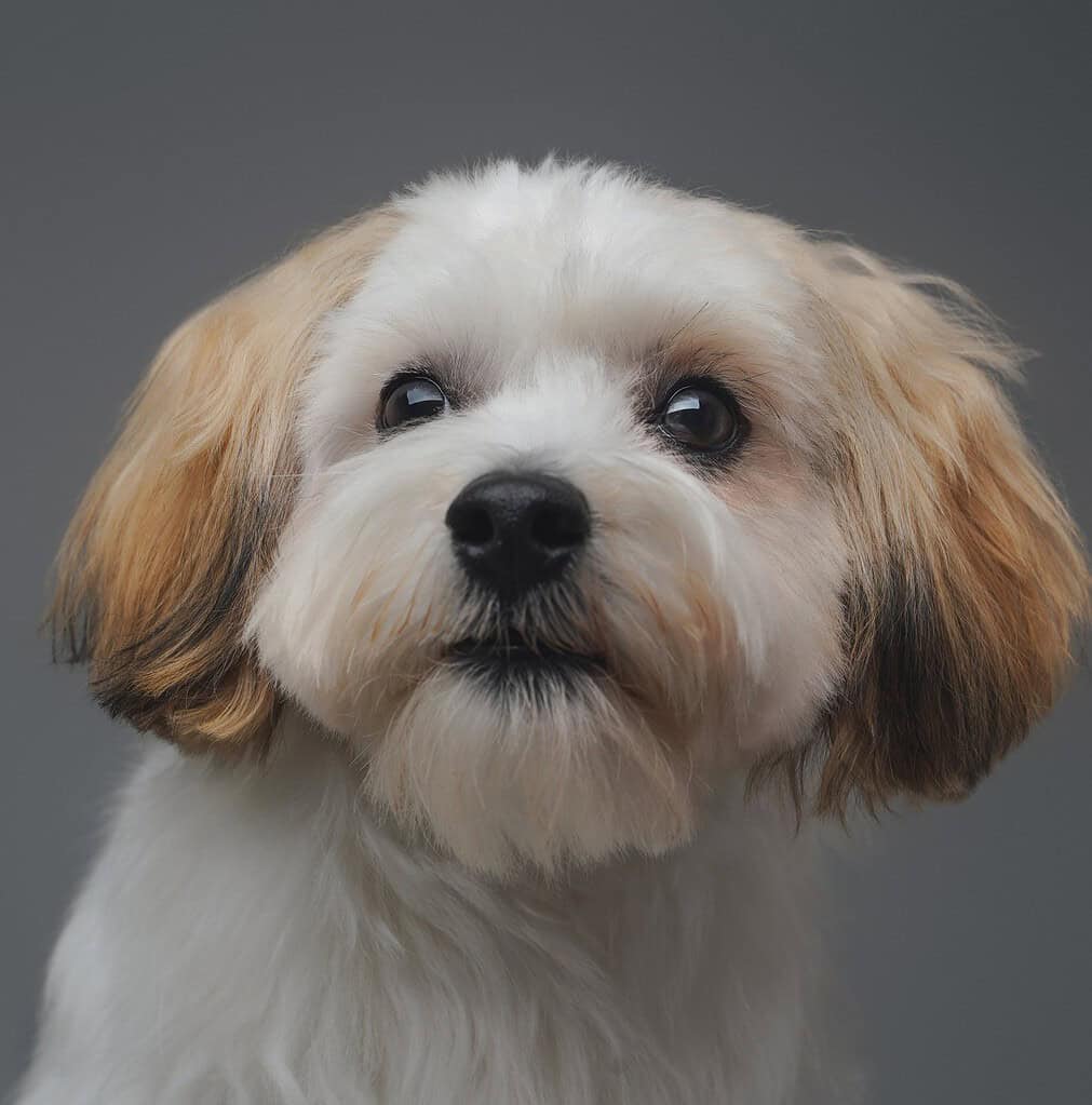 Adorable dog with white and light brown fur and dark eyes.