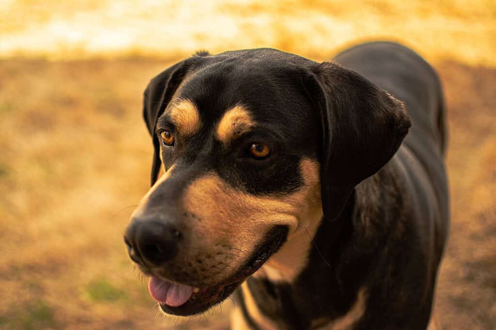 Black and tan hound dog standing in a dry autumn field