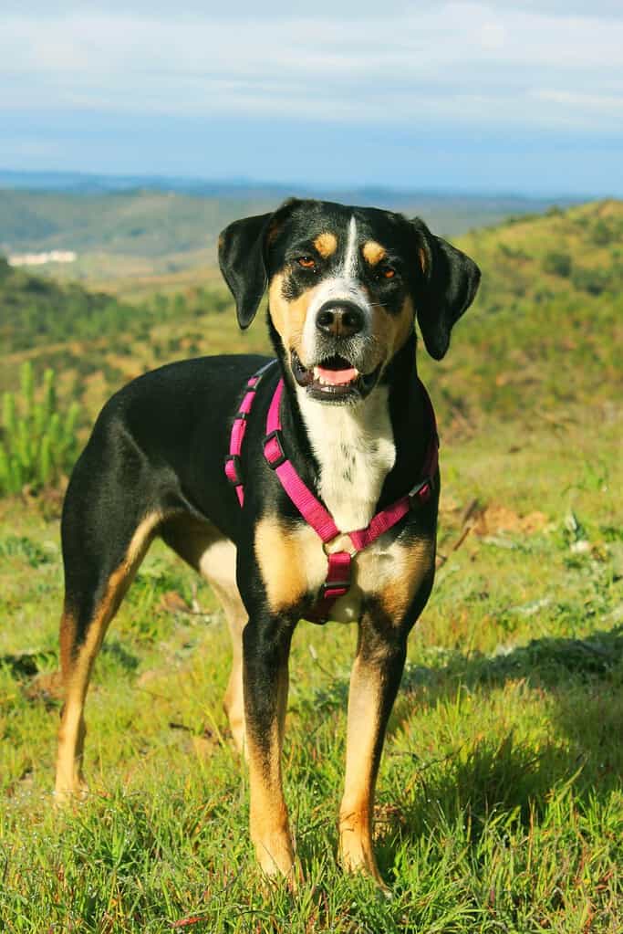 Dog wearing a pink collar standing outdoors in a grassy field.