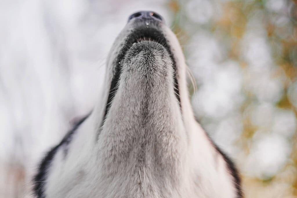Husky with its chin raised to the sky in a howling pose