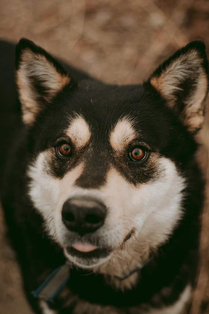 Black-and-tan husky-type dog with a blue collar looking up at the camera with its tongue tip out.