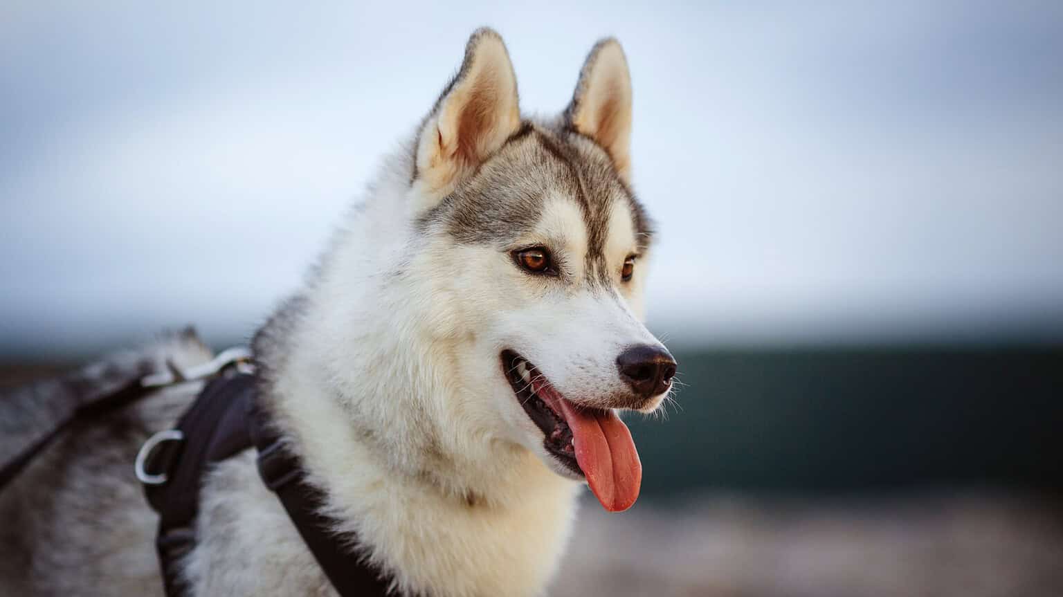 Siberian husky in a dark harness under a dusky grey winter sky, ready for an evening walk
