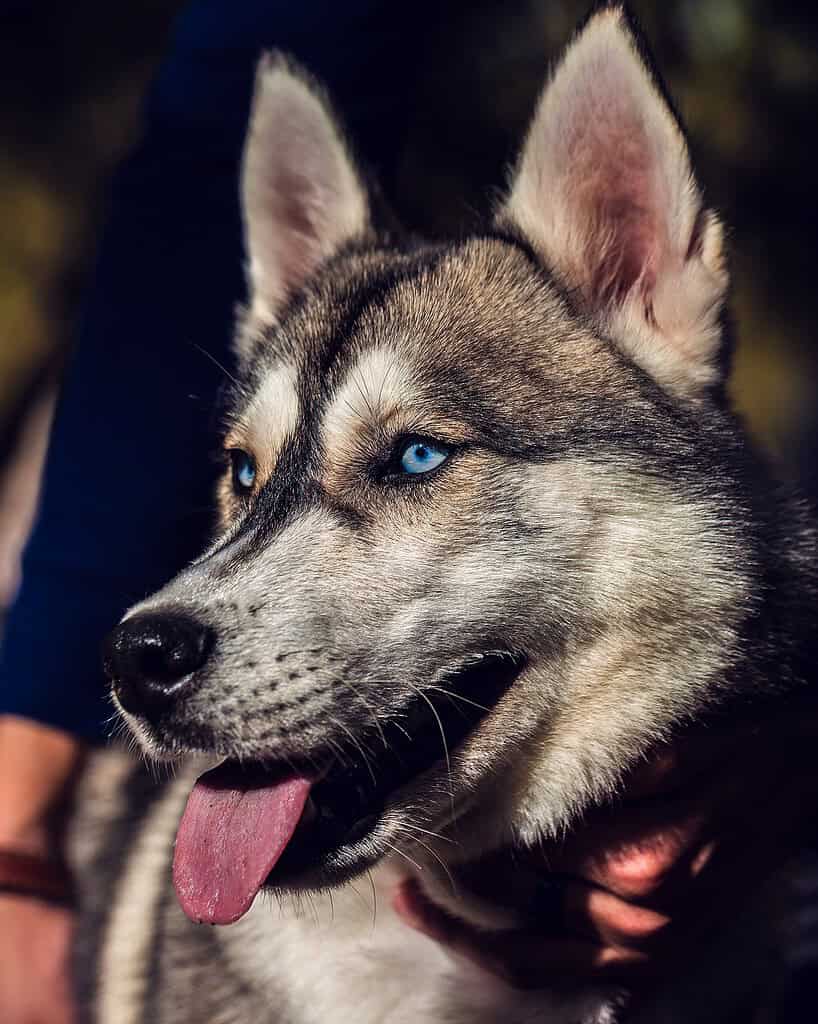 Close-up of Siberian Husky with blue eyes and pink tongue.