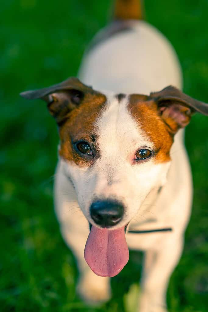 Brown-and-white Jack Russell terrier in a thin black collar standing on green grass looking up at the camera with tongue out.