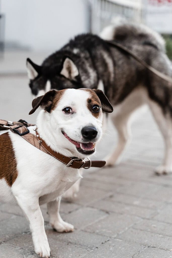 Two dogs with designer acrylic pet ID tags on a city sidewalk.