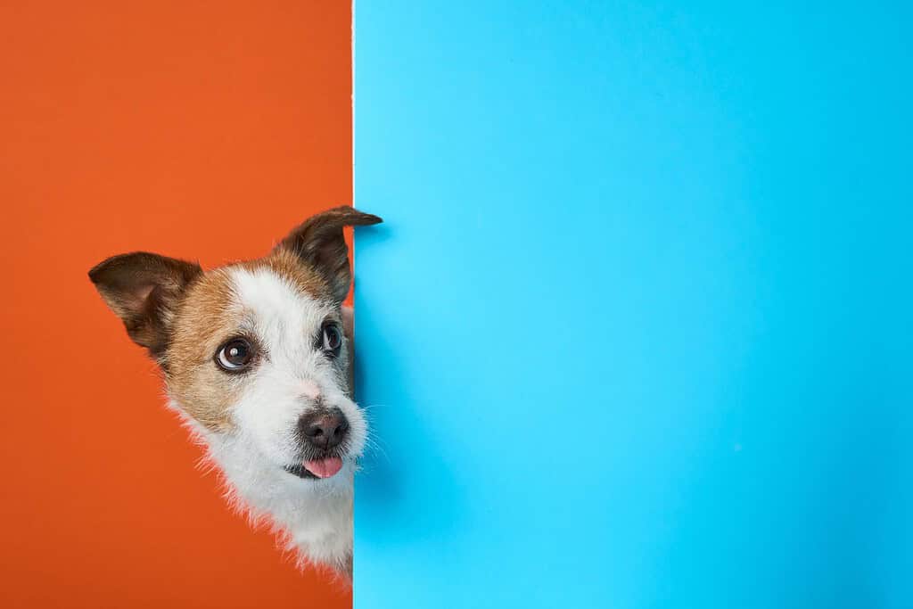 Jack Russell terrier peeking around a wall, hiding from party noise