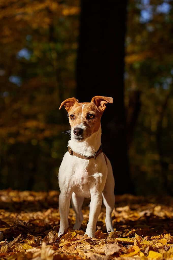 Tan and white Jack Russell Terrier in a brown collar standing on fallen yellow leaves in a sunlit forest looking to the left.