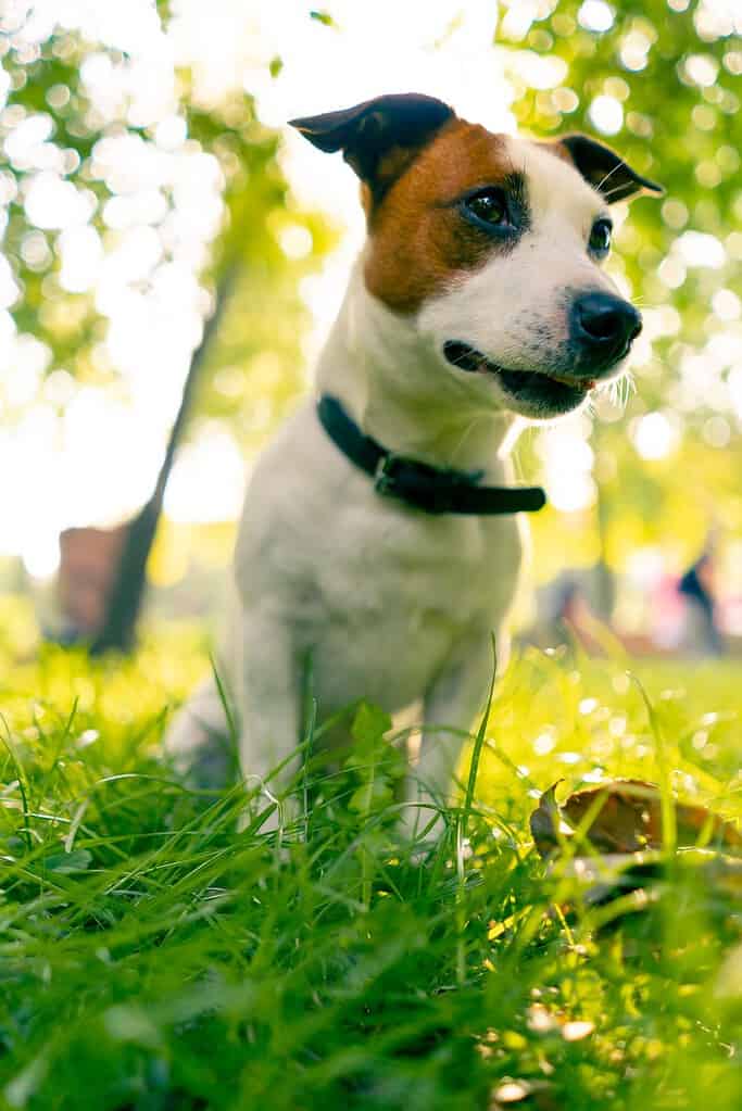 Tan and white Jack Russell Terrier in a black collar sitting in green grass looking to the right, low angle.