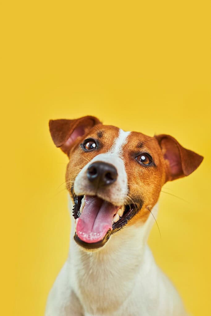 Brown-and-white Jack Russell terrier head and shoulders against a plain yellow background with mouth open and tongue out.