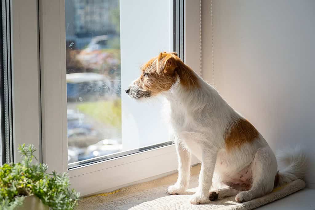Jack Russell terrier sitting at a window waiting for its usual routine