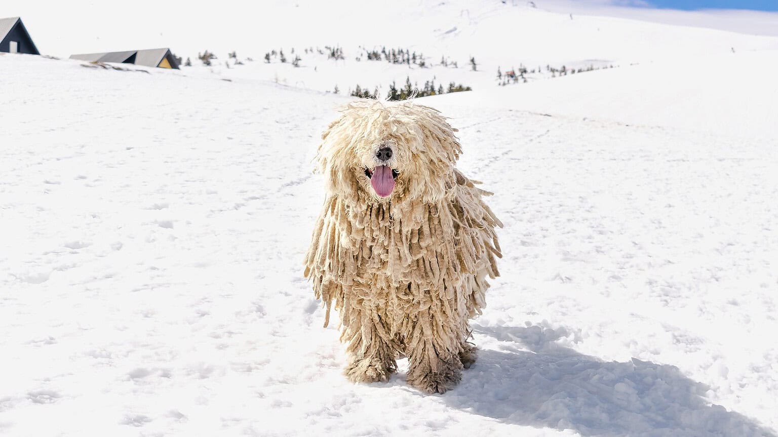 A corded Komondor dog standing in deep snow on a bright winter day