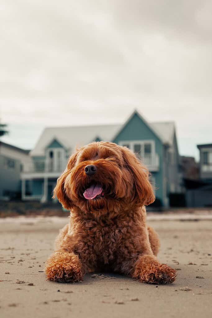Adorable brown dog lying on sandy beach with houses in background.