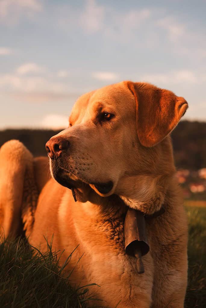 Dog with collar and NFC pet ID tag looking into distance at sunset.