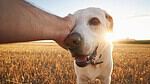Yellow Labrador being petted under the chin in a sunset field