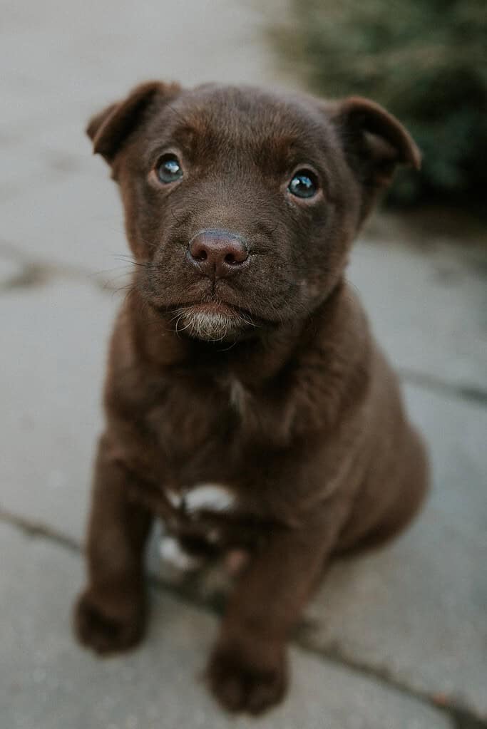 Chocolate brown Labrador type puppy with a small white chest patch sitting on paving stones looking up at camera.