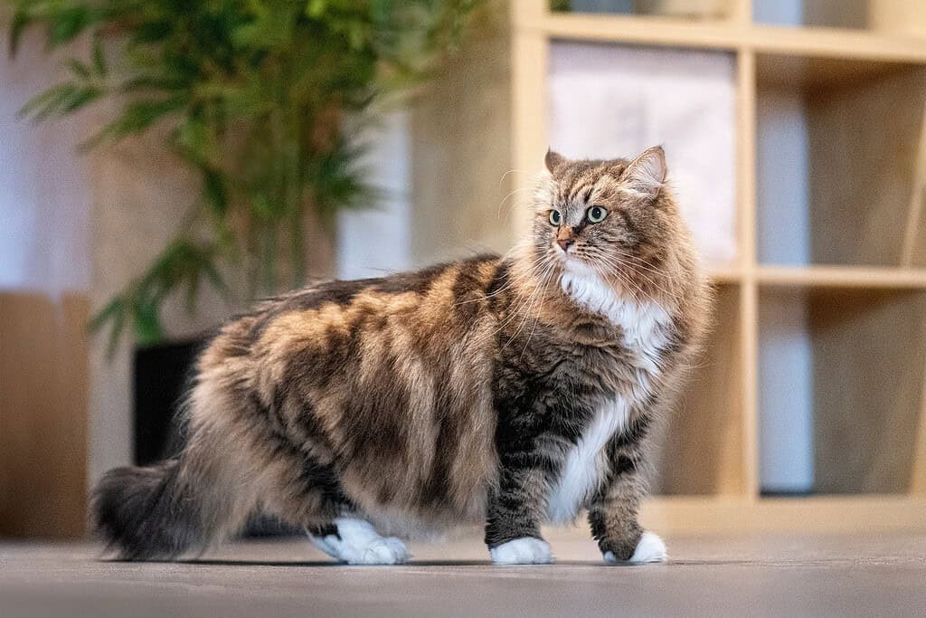 Long-haired tortoiseshell cat walking indoors past wall shelving
