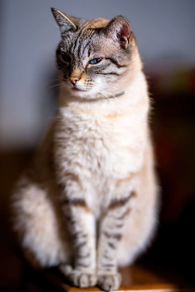 Portrait of a tabby cat with blue eyes and a curious expression.