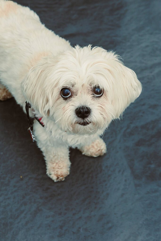 Small white Maltese-type dog in a red harness standing on a dark wet surface looking up at camera.