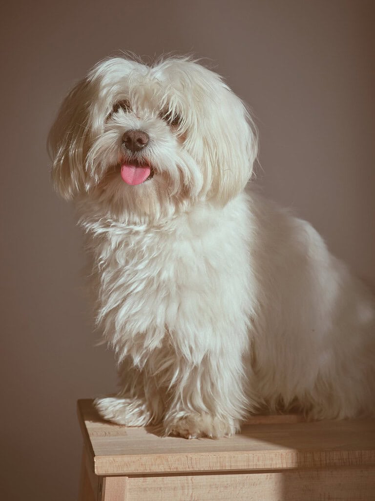 White long-haired Maltese-type dog sitting on a wooden stool with tongue out against a plain warm grey wall.