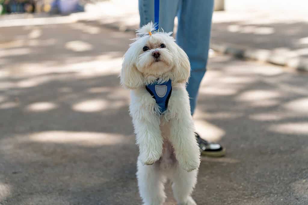 White Maltese in a blue harness standing up on its hind legs during a leash walk