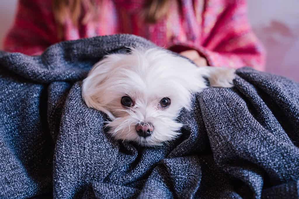White Maltese dog snuggled in a gray knit blanket on a lap