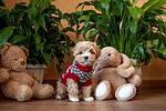 Maltipoo puppy in a red sweater sitting between teddy bears