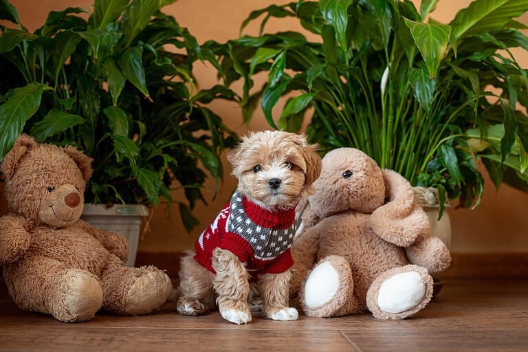 Maltipoo puppy in a red sweater sitting between teddy bears
