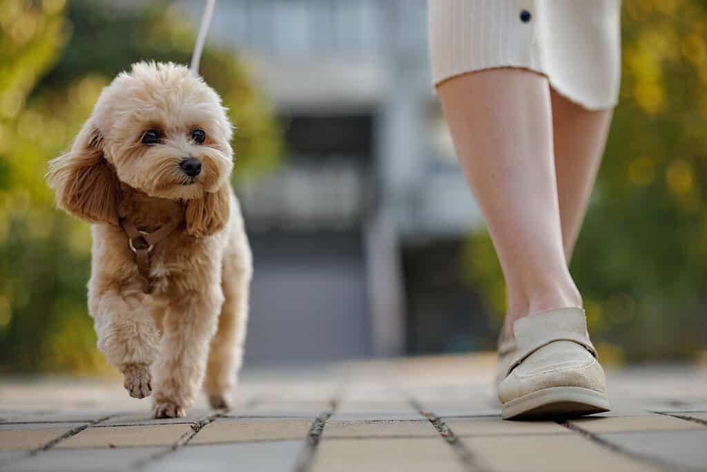 Maltipoo puppy walking on a leash beside its owner