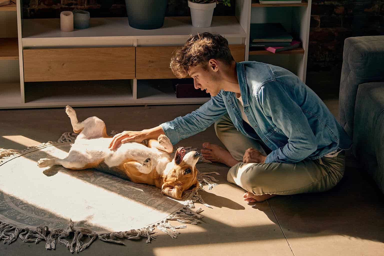 Man checking over his dog on a living room rug