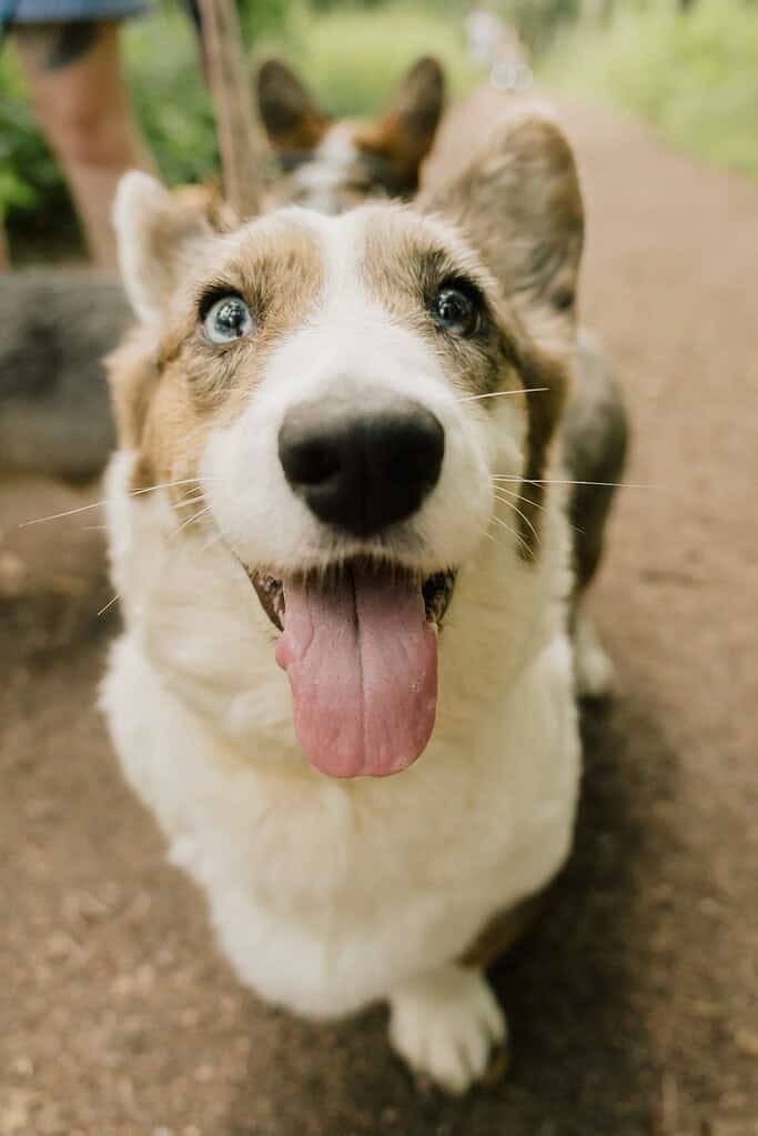 Merle Cardigan Welsh Corgi with blue eyes looking up at camera with tongue out on a dirt trail, second corgi and person's legs blurred behind.