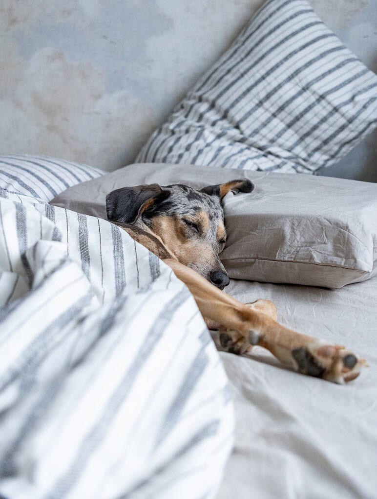 Dog lying on bed with striped and plain pillows, resting peacefully.
