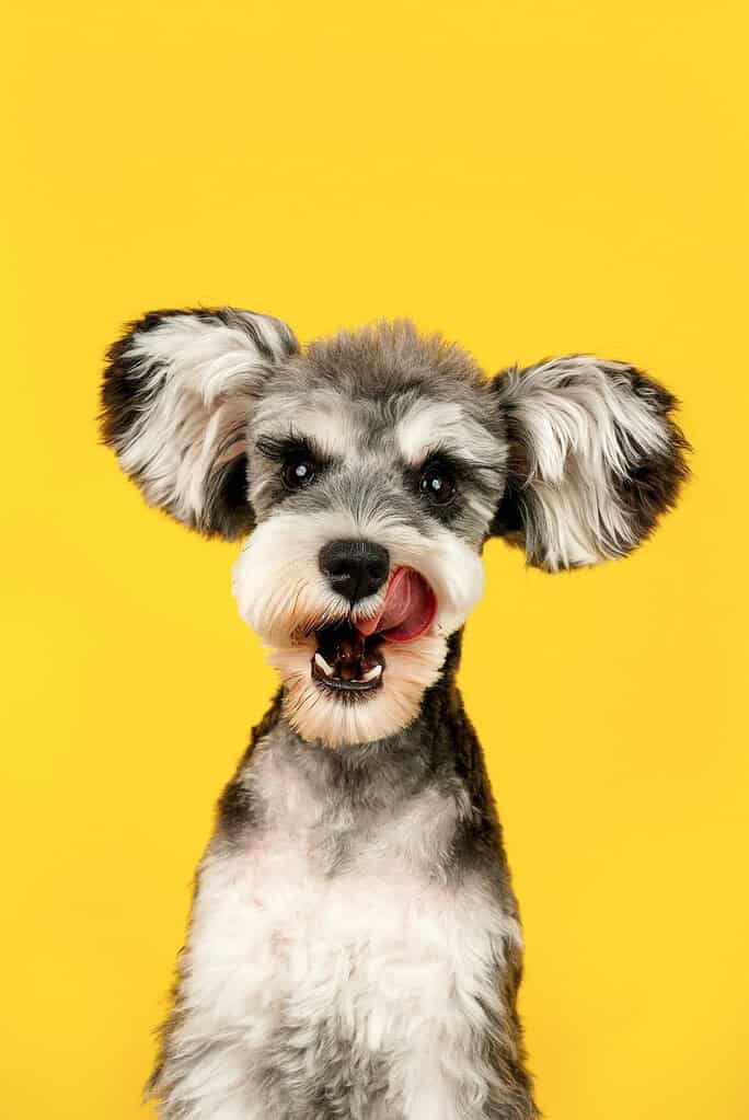 Grey-and-white miniature schnauzer head and chest facing the camera licking its nose against a plain yellow background.