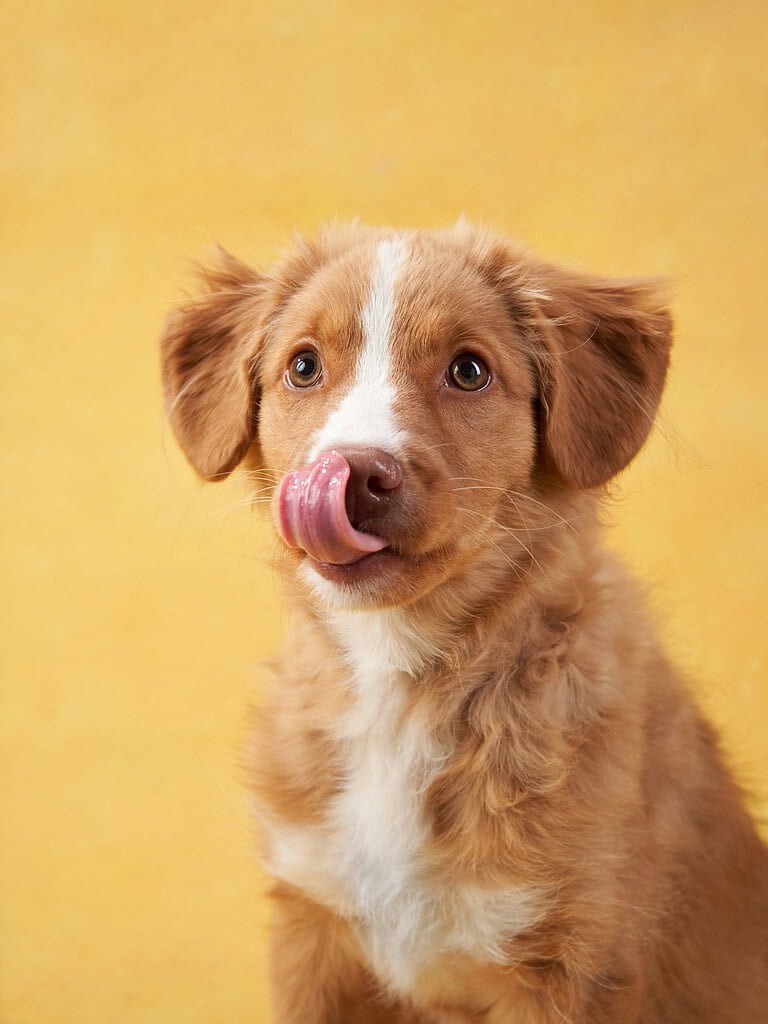 Red and white Nova Scotia Duck Tolling Retriever puppy sitting and licking its nose against a yellow studio background.