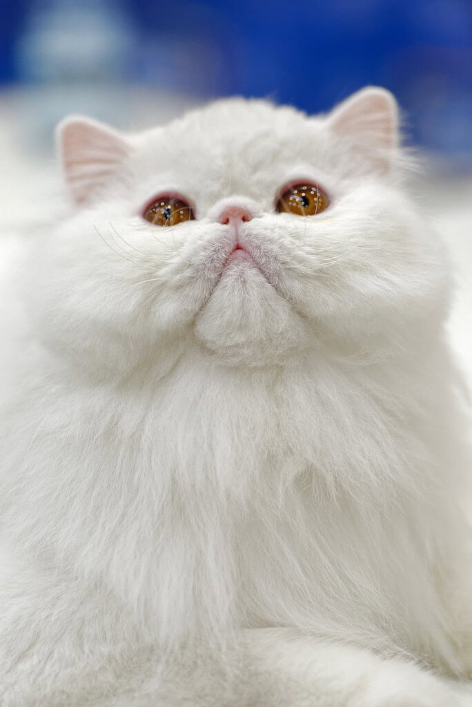 White long-haired Persian cat with copper eyes looking up, close-up against a blurred blue and white background.