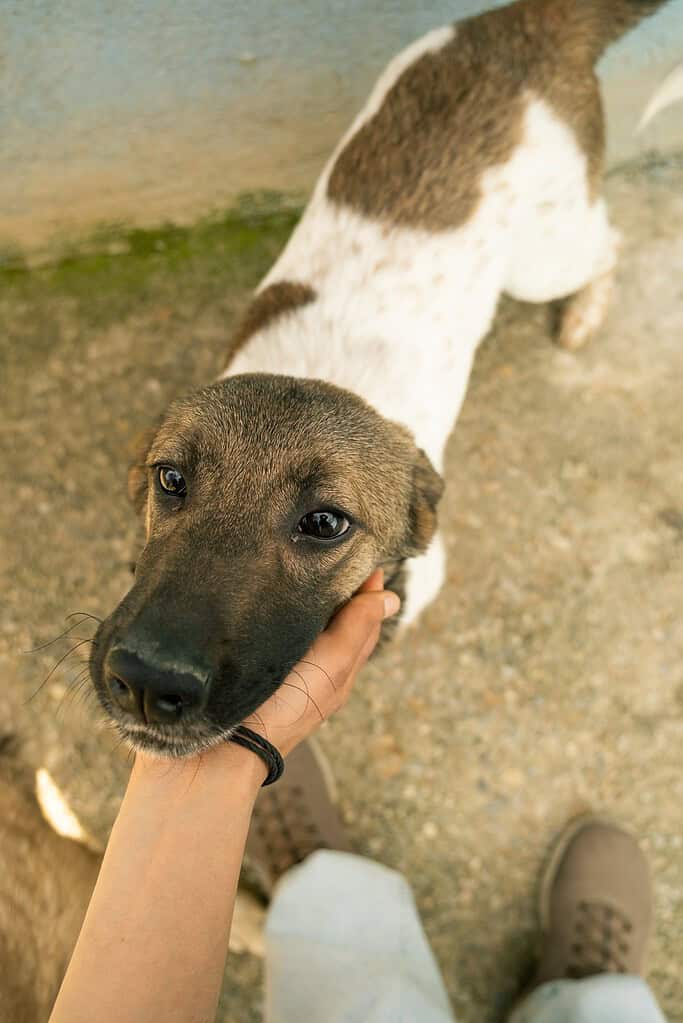 Top-down view of a person's hand holding the chin of a tan and white short-haired dog looking up.