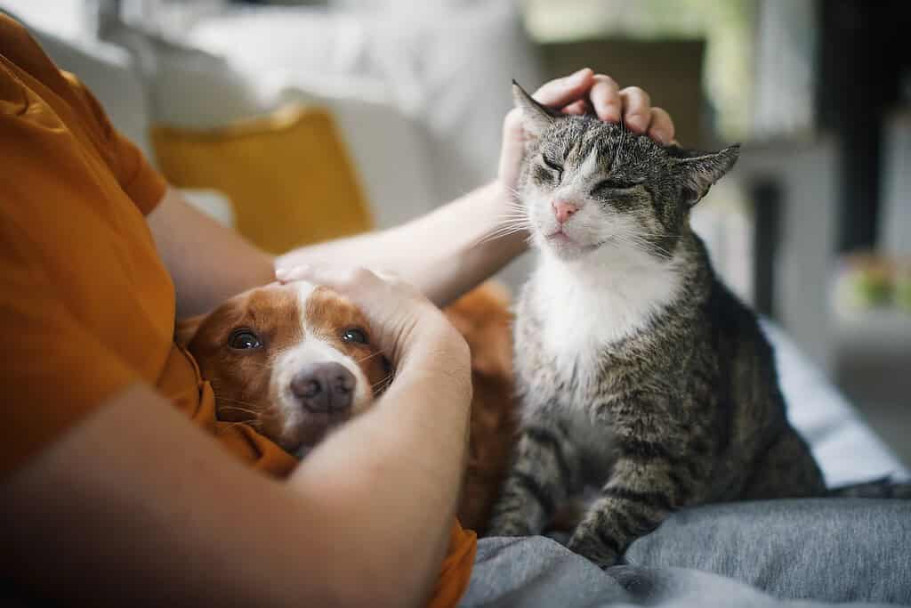 Person on a sofa petting a spaniel and a tabby cat together indoors.
