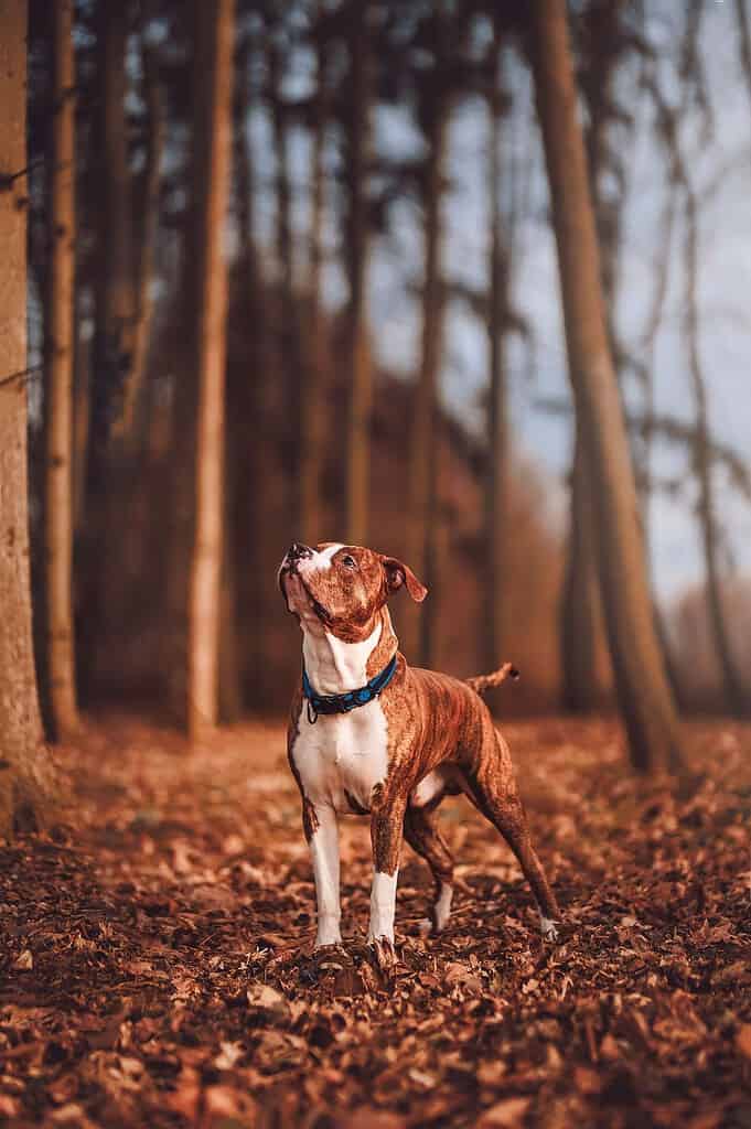 Dog standing in a forest with autumn leaves and tall trees.