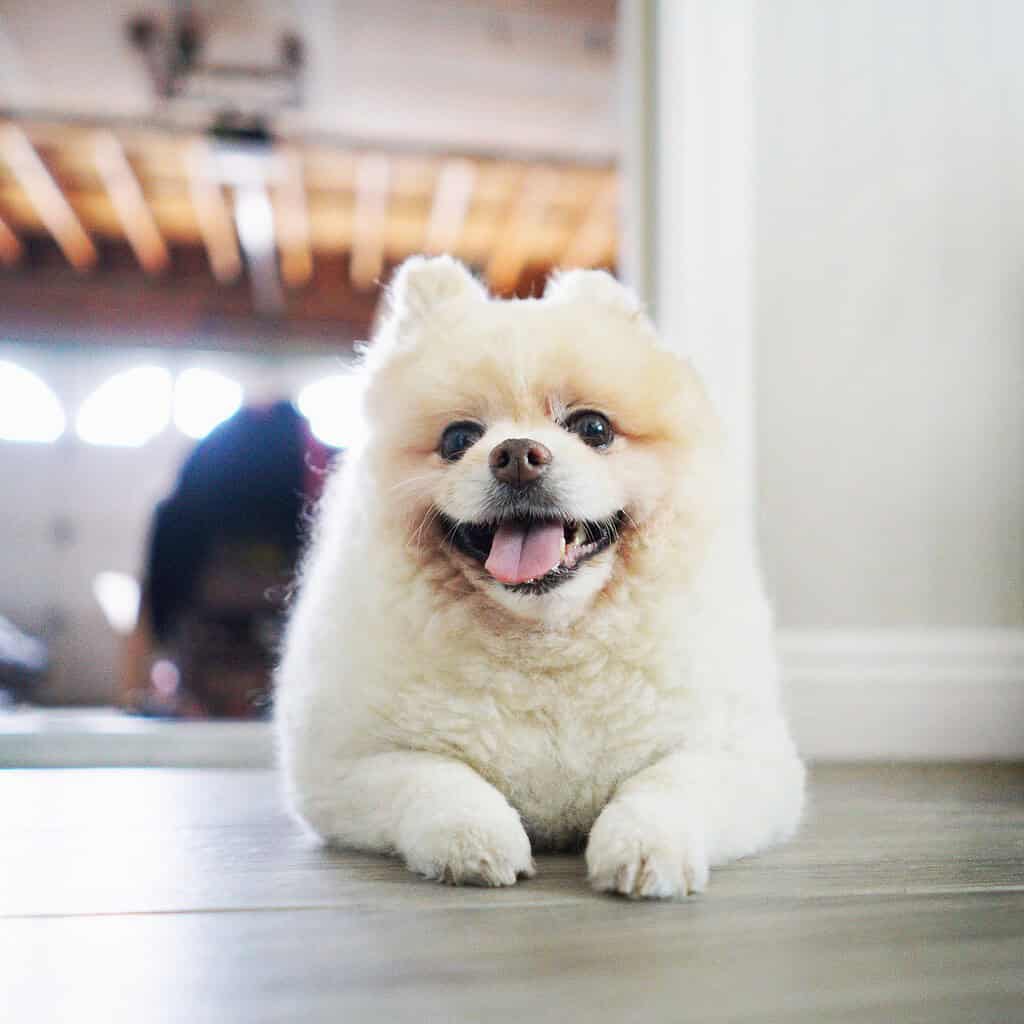 Adorable Pomeranian puppy lying on the floor indoors, smiling with tongue out.