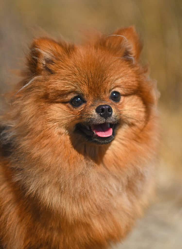 Orange Pomeranian head-and-shoulders portrait with mouth open and tongue visible, blurred dry grass background in sunlight.