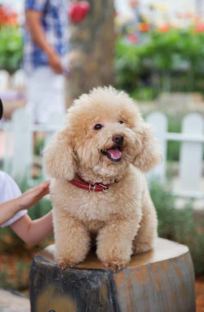 Adorable poodle dog wearing a red collar with a pet ID tag.