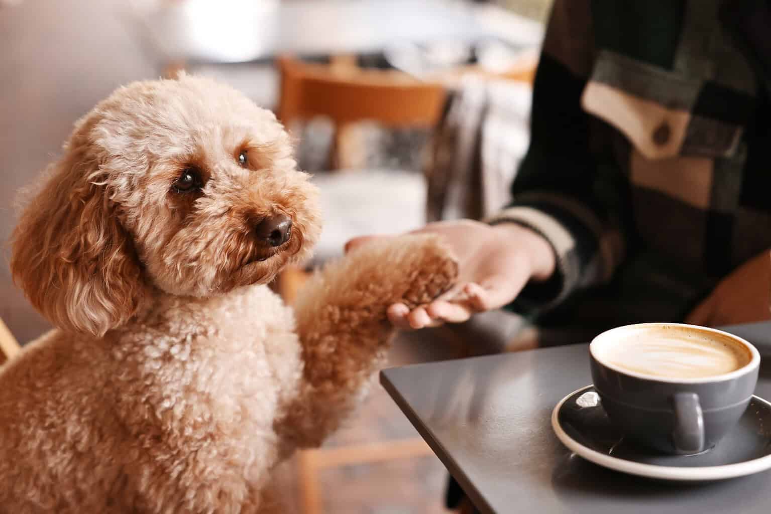 Apricot poodle putting its paw on its owner's hand at a cafe table