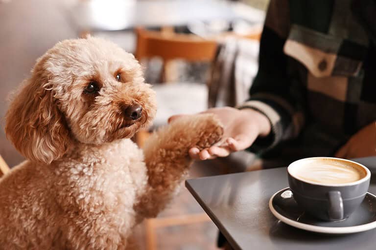 Apricot poodle putting its paw on its owner's hand at a cafe table