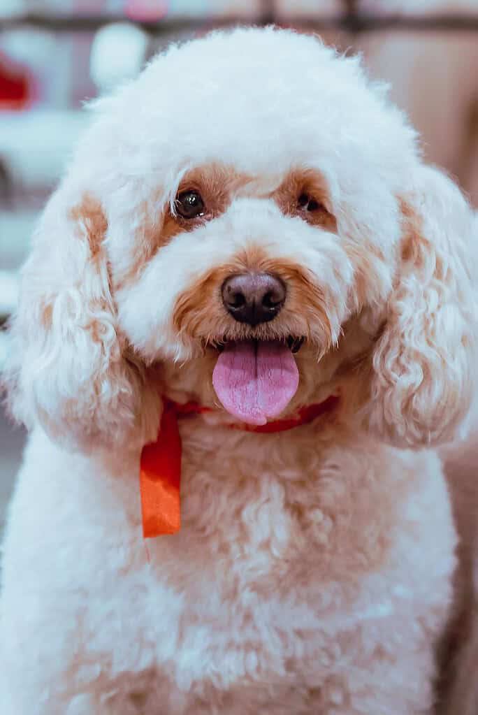 Cream curly-coated Poodle with a red ribbon around its neck facing camera with tongue out, blurred indoor background.