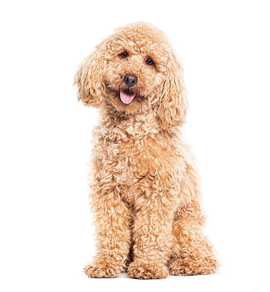 Adorable curly-haired poodle puppy sitting on white background.