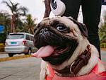 Close-up of a pug with its tongue out and a brown leather collar, outdoors on a street