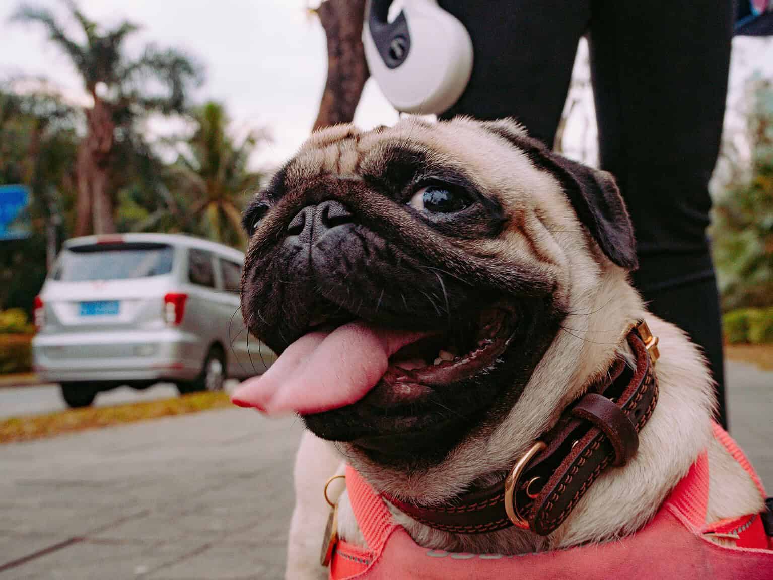 Close-up of a pug with its tongue out and a brown leather collar, outdoors on a street