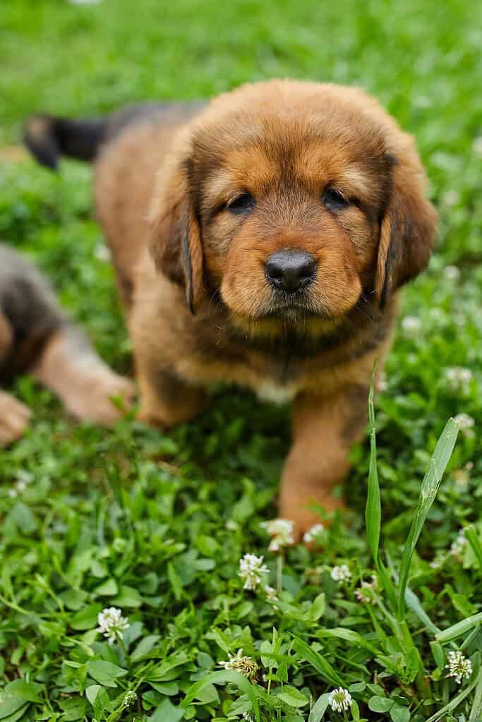 Fluffy brown puppy standing in green grass with white clover flowers, another puppy blurred in the background.