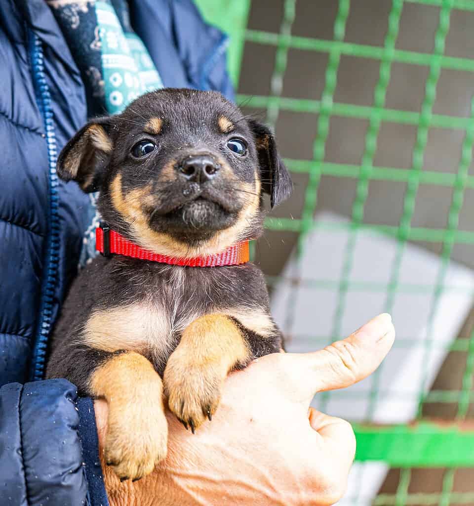 Cute puppy with a red collar and a pet ID tag in a person's hand.
